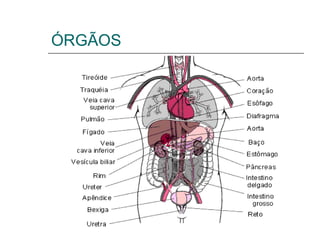 ÓRGÃOS
 