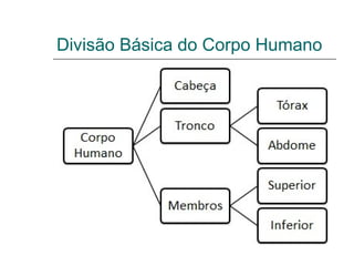 Divisão Básica do Corpo Humano
 