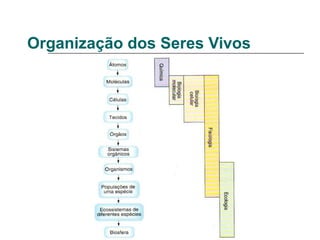 Organização dos Seres Vivos
 