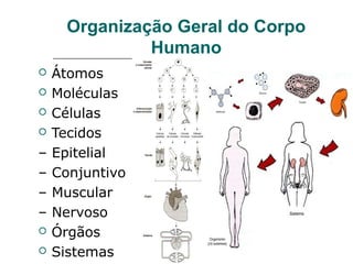 Organização Geral do Corpo
Humano
 Átomos
 Moléculas
 Células
 Tecidos
– Epitelial
– Conjuntivo
– Muscular
– Nervoso
 Órgãos
 Sistemas
 