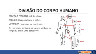 DIVISÃO DO CORPO HUMANO
CABEÇA E PESCOÇO: crânio e face.
TRONCO: tórax, abdome e pelve.
MEMBROS: superiores e inferiores.
Os membros se fixam ao tronco (cintura ou
cíngulo) e tem uma parte livre
 