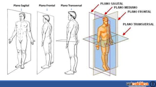 Corpo de texto.
Plano Sagital Plano Frontal Plano Transversal
 