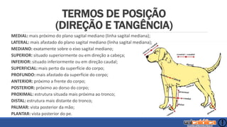 TERMOS DE POSIÇÃO
(DIREÇÃO E TANGÊNCIA)
MEDIAL: mais próximo do plano sagital mediano (linha sagital mediana);
LATERAL: mais afastado do plano sagital mediano (linha sagital mediana);
MEDIANO: exatamente sobre o eixo sagital mediano;
SUPERIOR: situado superiormente ou em direção a cabeça;
INFERIOR: situado inferiormente ou em direção caudal;
SUPERFICIAL: mais perto da superfície do corpo;
PROFUNDO: mais afastado da superfície do corpo;
ANTERIOR: próximo a frente do corpo;
POSTERIOR: próximo ao dorso do corpo;
PROXIMAL: estrutura situada mais próxima ao tronco;
DISTAL: estrutura mais distante do tronco;
PALMAR: vista posterior da mão;
PLANTAR: vista posterior do pe.
 