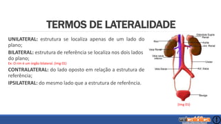 TERMOS DE LATERALIDADE
UNILATERAL: estrutura se localiza apenas de um lado do
plano;
BILATERAL: estrutura de referência se localiza nos dois lados
do plano;
Ex: O rim é um órgão bilateral. (Img 01)
CONTRALATERAL: do lado oposto em relação a estrutura de
referência;
IPSILATERAL: do mesmo lado que a estrutura de referência.
(Img 01)
 