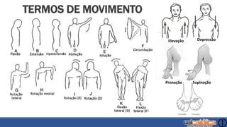 INTRODUÇÃO
Pronação Supinação
Elevação Depressão
TERMOS DE MOVIMENTO
 