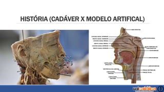 HISTÓRIA (CADÁVER X MODELO ARTIFICAL)
 