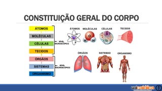 CONSTITUIÇÃO GERAL DO CORPO
 