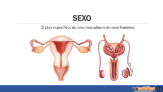 SEXO
Órgãos específicos do sexo masculino e do sexo feminino.
 