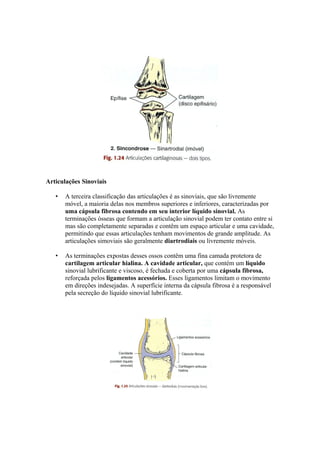 Articulações Sinoviais
• A terceira classificação das articulações é as sinoviais, que são livremente
móvel, a maioria delas nos membros superiores e inferiores, caracterizadas por
uma cápsula fibrosa contendo em seu interior líquido sinovial. As
terminações ósseas que formam a articulação sinovial podem ter contato entre si
mas são completamente separadas e contêm um espaço articular e uma cavidade,
permitindo que essas articulações tenham movimentos de grande amplitude. As
articulações simoviais são geralmente diartrodiais ou livremente móveis.
• As terminações expostas desses ossos contêm uma fina camada protetora de
cartilagem articular hialina. A cavidade articular, que contém um líquido
sinovial lubrificante e viscoso, é fechada e coberta por uma cápsula fibrosa,
reforçada pelos ligamentos acessórios. Esses ligamentos limitam o movimento
em direções indesejadas. A superfície interna da cápsula fibrosa é a responsável
pela secreção do líquido sinovial lubrificante.
 