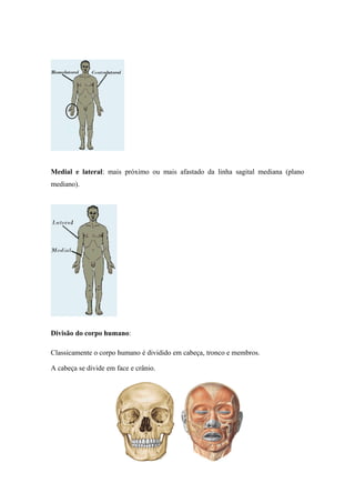 Medial e lateral: mais próximo ou mais afastado da linha sagital mediana (plano
mediano).
Divisão do corpo humano:
Classicamente o corpo humano é dividido em cabeça, tronco e membros.
A cabeça se divide em face e crânio.
 