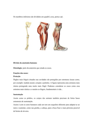 Os membros inferiores são divididos em quadril, coxa, perna e pé.
Divisão da anatomia humana:
Osteologia: parte da anatomia que estuda os ossos.
Funções dos ossos:
Proteção
Órgãos mais frágeis situados nas cavidades são protegidos por estruturas ósseas como,
por exemplo: medula neural, coração e pulmões. A figura representa uma estrutura mais
rústica protegendo uma muito mais frágil. Podemos considerar os ossos como essa
estrutura mais rústica e o neném os frágeis, fundamentais à vida...
Sustentação
Assim como os prédios, os corpos dos animais também precisam de fortes bases
estruturais de sustentação.
Assim é com os seres humanos cada um tem um esqueleto diferente para adaptar-se ao
meio e sustentar, como nas girafas, a cabeça, para a boca ficar o mais próximo possível
de brotos de árvores.
 