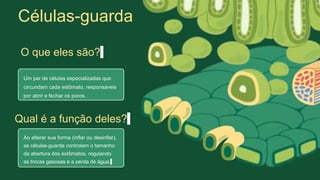 Um par de células especializadas que
circundam cada estômato, responsáveis
​​por abrir e fechar os poros.
O que eles são?
Ao alterar sua forma (inflar ou desinflar),
as células-guarda controlam o tamanho
da abertura dos estômatos, regulando
as trocas gasosas e a perda de água.
Qual é a função deles?
Células-guarda
 