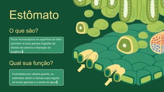 Poros microscópicos na superfície da folha
permitem a troca gasosa (ingestão de
dióxido de carbono e liberação de
oxigênio).
O que são?
Controlados por células-guarda, os
estômatos abrem e fecham para regular
as trocas gasosas e a perda de água.
Qual sua função?
Estômato
 