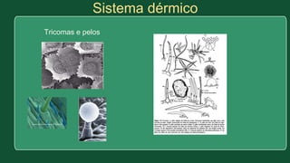 Sistema dérmico
Tricomas e pelos
 