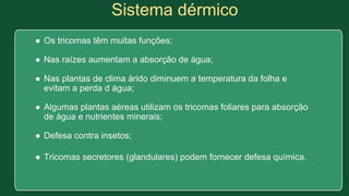 Sistema dérmico
● Os tricomas têm muitas funções;
● Nas raízes aumentam a absorção de água;
● Nas plantas de clima árido diminuem a temperatura da folha e
evitam a perda d água;
● Algumas plantas aéreas utilizam os tricomas foliares para absorção
de água e nutrientes minerais;
● Defesa contra insetos;
● Tricomas secretores (glandulares) podem fornecer defesa química.
 