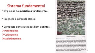 Sistema fundamental
• Origina-se do meristema fundamental.
• Preenche o corpo da planta.
• Composto por três tecidos bem distintos:
⮚Parênquima
⮚Colênquima
⮚Esclerênquima.
16
 