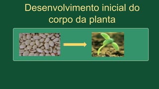 Desenvolvimento inicial do
corpo da planta
 