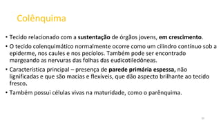 Colênquima
• Tecido relacionado com a sustentação de órgãos jovens, em crescimento.
• O tecido colenquimático normalmente ocorre como um cilindro contínuo sob a
epiderme, nos caules e nos pecíolos. Também pode ser encontrado
margeando as nervuras das folhas das eudicotiledôneas.
• Característica principal – presença de parede primária espessa, não
lignificadas e que são macias e flexíveis, que dão aspecto brilhante ao tecido
fresco.
• Também possui células vivas na maturidade, como o parênquima.
20
 