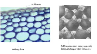 epiderme
colênquima
Colênquima com espessamento
desigual das paredes celulares
 