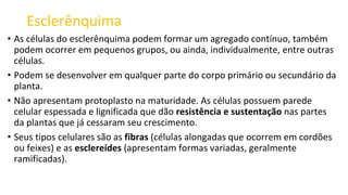 Esclerênquima
• As células do esclerênquima podem formar um agregado contínuo, também
podem ocorrer em pequenos grupos, ou ainda, individualmente, entre outras
células.
• Podem se desenvolver em qualquer parte do corpo primário ou secundário da
planta.
• Não apresentam protoplasto na maturidade. As células possuem parede
celular espessada e lignificada que dão resistência e sustentação nas partes
da plantas que já cessaram seu crescimento.
• Seus tipos celulares são as fibras (células alongadas que ocorrem em cordões
ou feixes) e as esclereídes (apresentam formas variadas, geralmente
ramificadas).
 