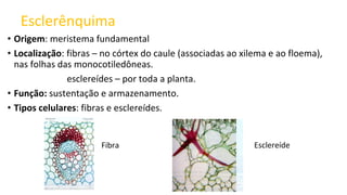 Esclerênquima
• Origem: meristema fundamental
• Localização: fibras – no córtex do caule (associadas ao xilema e ao floema),
nas folhas das monocotiledôneas.
esclereídes – por toda a planta.
• Função: sustentação e armazenamento.
• Tipos celulares: fibras e esclereídes.
Fibra Esclereíde
 