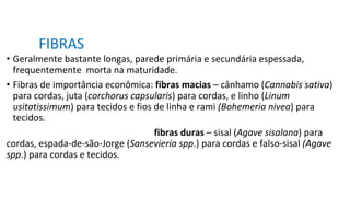 FIBRAS
• Geralmente bastante longas, parede primária e secundária espessada,
frequentemente morta na maturidade.
• Fibras de importância econômica: fibras macias – cânhamo (Cannabis sativa)
para cordas, juta (corchorus capsularis) para cordas, e linho (Linum
usitatissimum) para tecidos e fios de linha e rami (Bohemeria nivea) para
tecidos.
fibras duras – sisal (Agave sisalana) para
cordas, espada-de-são-Jorge (Sansevieria spp.) para cordas e falso-sisal (Agave
spp.) para cordas e tecidos.
 