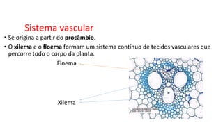 Sistema vascular
• Se origina a partir do procâmbio.
• O xilema e o floema formam um sistema contínuo de tecidos vasculares que
percorre todo o corpo da planta.
Floema
Xilema
 