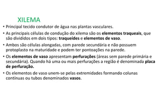 XILEMA
• Principal tecido condutor de água nas plantas vasculares.
• As principais células de condução do xilema são os elementos traqueais, que
são divididos em dois tipos: traqueídes e elementos de vaso.
• Ambos são células alongadas, com parede secundária e não possuem
protoplasto na maturidade e podem ter pontoações na parede.
• Os elementos de vaso apresentam perfurações (áreas sem parede primária e
secundária). Quando há uma ou mais perfurações a região é denominada placa
de perfuração.
• Os elementos de vaso unem-se pelas extremidades formando colunas
contínuas ou tubos denominados vasos.
 