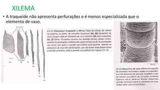 XILEMA
• A traqueíde não apresenta perfurações e é menos especializada que o
elemento de vaso.
 