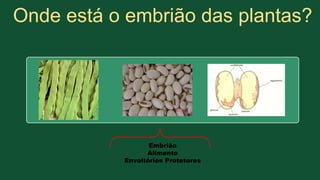Onde está o embrião das plantas?
Embrião
Alimento
Envoltórios Protetores
 