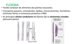 FLOEMA
• Tecido condutor de alimentos das plantas vasculares.
• Transporta açúcares, aminoácidos, lipídios, micronutrientes, hormônios,
estímulos florais e numerosas proteínas e RNA.
• As principais células condutoras do floema são os elementos crivados
(possuem poros).
 