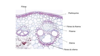 Fibras
Floema
Xilema
Parênquima
Fibras do xilema
Fibras do floema
 