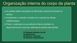 Organização interna do corpo da planta
● As células estão associadas de diferentes maneiras formando os
tecidos.
● Inicialmente, o embrião consiste num conjunto de células
indiferenciadas.
● Porém, mudanças na sua estrutura interna resultam no
desenvolvimento inicial dos sistemas de tecidos das plantas.
(1) Sistema dérmico (ou de
revestimento);
(2) Sistema vascular;
(3) Sistema fundamental.
 