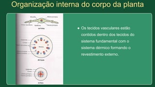 Organização interna do corpo da planta
● Os tecidos vasculares estão
contidos dentro dos tecidos do
sistema fundamental com o
sistema dérmico formando o
revestimento externo.
 