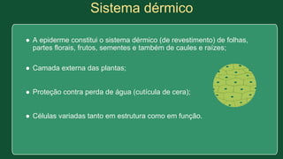 Sistema dérmico
● A epiderme constitui o sistema dérmico (de revestimento) de folhas,
partes florais, frutos, sementes e também de caules e raízes;
● Camada externa das plantas;
● Proteção contra perda de água (cutícula de cera);
● Células variadas tanto em estrutura como em função.
 
