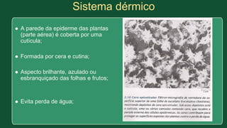 Sistema dérmico
● A parede da epiderme das plantas
(parte aérea) é coberta por uma
cutícula;
● Formada por cera e cutina;
● Aspecto brilhante, azulado ou
esbranquiçado das folhas e frutos;
● Evita perda de água;
 