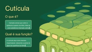 Camada cerosa que cobre a
epiderme superior da folha, feita de
uma substância chamada cutina.
O que é?
A cutícula atua como barreira
impermeável, reduzindo a perda de
água da superfície da folha.
Qual é sua função?
Cutícula
 