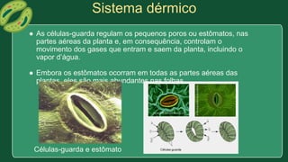 Sistema dérmico
● As células-guarda regulam os pequenos poros ou estômatos, nas
partes aéreas da planta e, em consequência, controlam o
movimento dos gases que entram e saem da planta, incluindo o
vapor d’água.
● Embora os estômatos ocorram em todas as partes aéreas das
plantas, eles são mais abundantes nas folhas.
Células-guarda e estômato
 