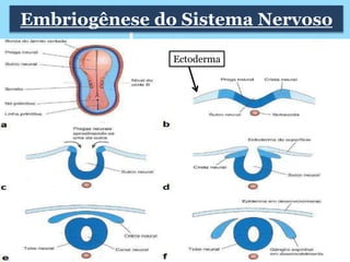 Embriogênese do Sistema Nervoso 
Ectoderma 
 