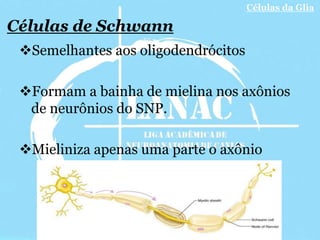 Introdução a Neuroanatomia e Neurofisiologia 
Mini Teste 
5) Sobre as células da Glia marque a alternativa que possui 
a a...