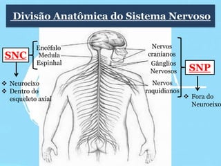 Divisão Anatômica do Sistema Nervoso 
 