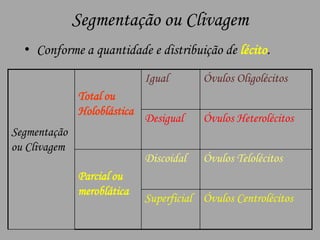 Segmentação ou ClivagemConforme a quantidade e distribuição de lécito.