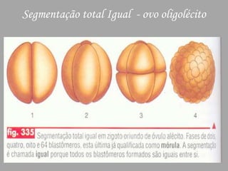Segmentação total Igual  - ovo oligolécito