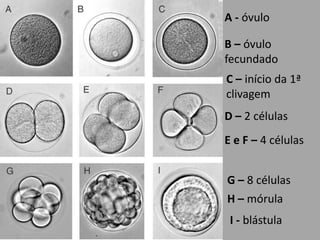 A - óvuloB – óvulo fecundadoC – início da 1ª clivagemD – 2 célulasE e F – 4 célulasG – 8 célulasH – mórulaI - blástula