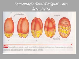 Segmentação Total Desigual  - ovo heterolécito