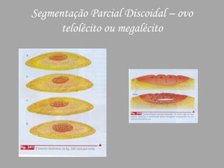 Segmentação Parcial Discoidal – ovo telolécito ou megalécito