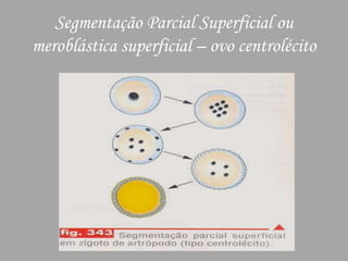 Segmentação Parcial Superficial ou meroblástica superficial – ovo centrolécito