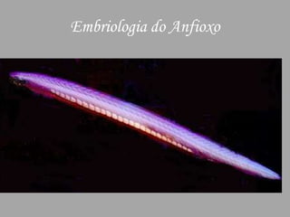 Embriologia do Anfioxo