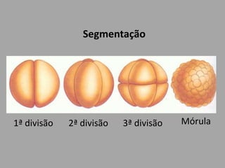 SegmentaçãoMórula1ª divisão3ª divisão2ª divisão