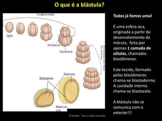 O que é a blástula?Todos já fomos uma!É uma esfera oca, originada a partir do desenvolvimento da mórula,  feita por apenas 1 camada de células, chamadas blastômeros.Este tecido, formado pelos blastômeros chama-se blastoderme.A cavidade interna chama-se blastocele.A blástula não se comunica com o exterior!!!